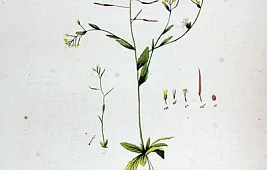 Растение, выращенное на МКС