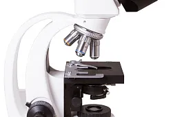 Аскариды под микроскопом: фото и особенности изучения