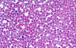 Клетка под световым микроскопом