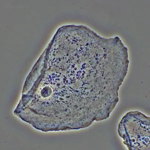 Фазово-контрастное устройство MAGUS PH2, изображение 16
