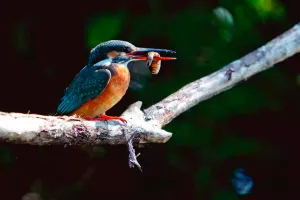 Фототелескоп Levenhuk Kelvin MAK90 AZ GOTO Wi-Fi, изображение 13