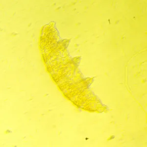 Микроскоп биологический инвертированный цифровой MAGUS Bio VD350, изображение 25