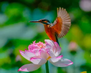 Фототелескоп Levenhuk Kelvin MAK60 mini AZ, изображение 14