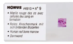 Набор микропрепаратов Konus 10: «Человеческое тело. Норма», изображение 5