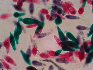 Набор готовых микропрепаратов Levenhuk N18 NG, изображение 10