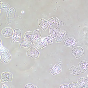 Фазово-контрастное устройство MAGUS SPH2, изображение 14