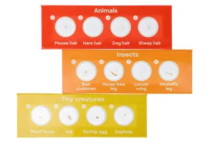 Набор микропрепаратов Levenhuk Discovery «Фауна», 12 шт., изображение 3